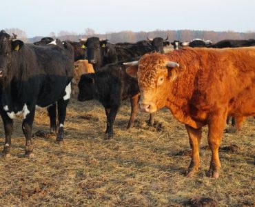 A group of black and brown cattle grazing in an open field under daylight.