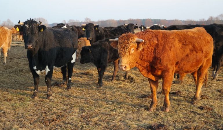 A group of black and brown cattle grazing in an open field under daylight.